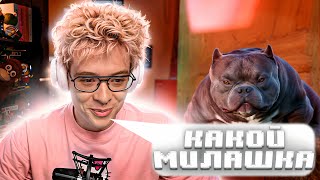 видео: ДЕНЖЕР ЛЕХА ВЫБИРАЕТ СЕБЕ СОБАКУ картинка: ДЕНЖЕР ЛЕХА ВЫБИРАЕТ СЕБЕ СОБАКУ