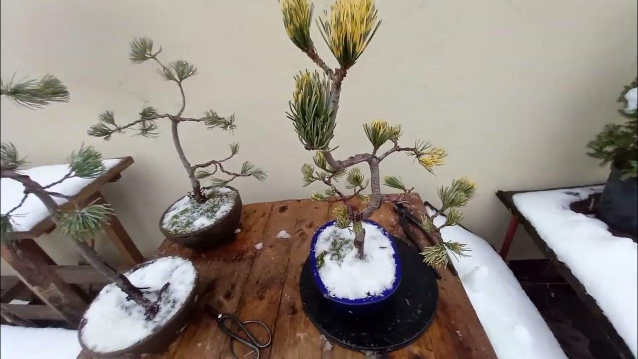 Sosny drobnokwiatowe(pinus parviflora)bonsaiprzegląd i drutowanie 2022