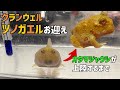 オタマジャクシから育てるクランウェルツノガエル