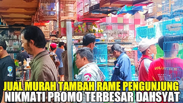 🔴 PROMO DAHSYAT JUAL RUGI BALIK MODAL YANG PENTING LAKU HARGA BURUNG PB PRAMUKA