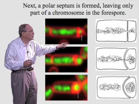 Richard Losick (Harvard) Part 1: Spore Formation in Bacillus Subtilis