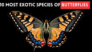 10 Most Exotic Species of Butterflies by Slides TV 83 views 3 weeks ago 4 minutes, 8 seconds