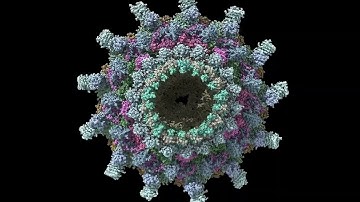 T4SS No IcmX Plug Stationary Simulation Cross Section View