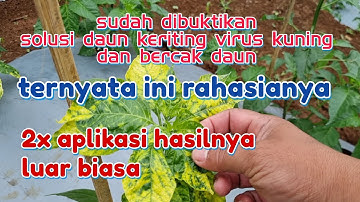 TERBUKTI 100% CARA MENGATASI DAUN KERITING DAN VIRUS KUNING PADA CABAI DAN BERCAK DAUN TANAMAN CABE
