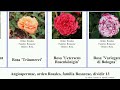 Angiospermae orden rosales familia rosaceae dividir 13 rubus des rose mon van der von vents mrs