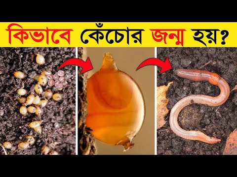 ভিডিও: কেঁচোর কোপুলেটরি প্যাপিলা অংশে থাকে?