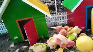 colorful chickens, cute chickens, rainbow chickens, rabbits, guinea pigs, ducks, ornamental fish