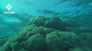 Oceanpedia   Habitat   What are Coral Reefs?