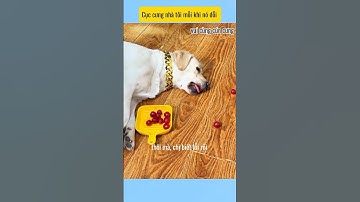 Cục cưng nhà tôi mỗi khi nó dỗi # vui cùng cún cưng