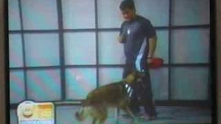 Dog Tricks Of Booger Nbn4