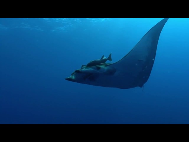 Unusual Cosmic Process - Manta Birostris