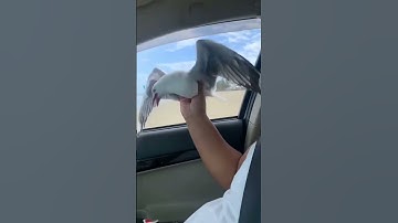 Thumbnail of Catching Seagull by Hand 🤣 #seagull #pranking #birdphotography #funnyvideo #shortsfeed