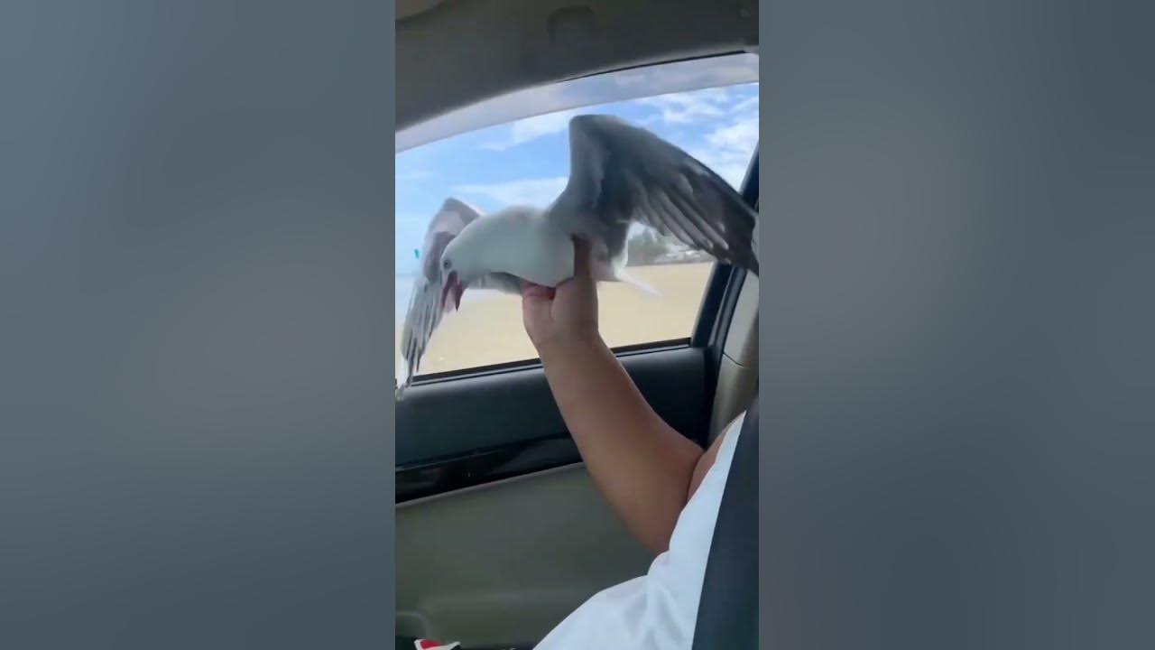 Catching Seagull by Hand 🤣 #seagull #pranking #birdphotography #funnyvideo #shortsfeed Catching Seagull by Hand 🤣 #seagull #pranking #birdphotography #funnyvideo #shortsfeed