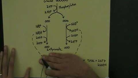 DSST BioX Anaerobic and glycolysis
