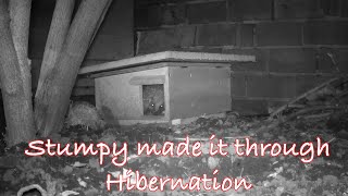 Stumpy Made It Through Hibernation