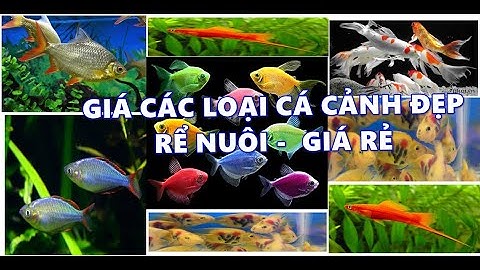 CÁC LOẠI CÁ CẢNH ĐẸP DỄ NUÔI VÀ RẺ TIỀN #CACANH #GIACACANH