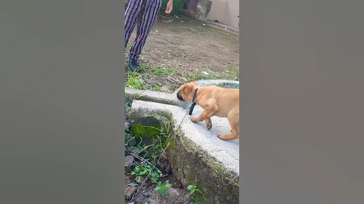 Max.Jerman shaphard Dog puppy