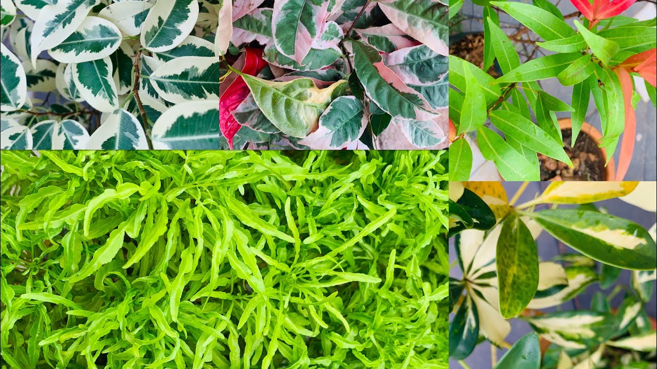 Indoor, outdoor plants collections| ficus | Eugenia |Aralia plants ...