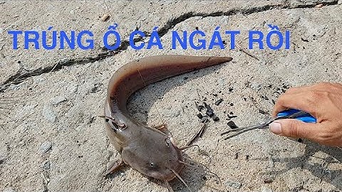 không lối thoát - CÂU TRÚNG Ổ CÁ NGÁT SÔNG CẦN GIUỘC