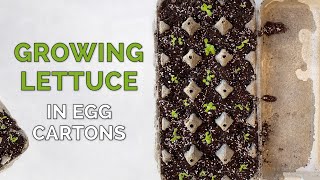 Growing Romain Lettuce Indoors from Seeds | Egg Cartons Method