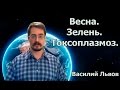 Весна. Зелень. Токсоплазмоз.