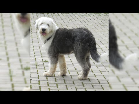 Video: Old English Sheepdog Cane Di Razza Ipoallergenico, Salute E Durata Della Vita