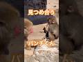 【パンチくん】見つめ合うパンチくん #がんばれパンチ #市川市動植物園 #punch
