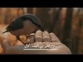 حنين أبيات د عبدالرحمن العشماوي حنين أبيات د عبدالرحمن العشماوي