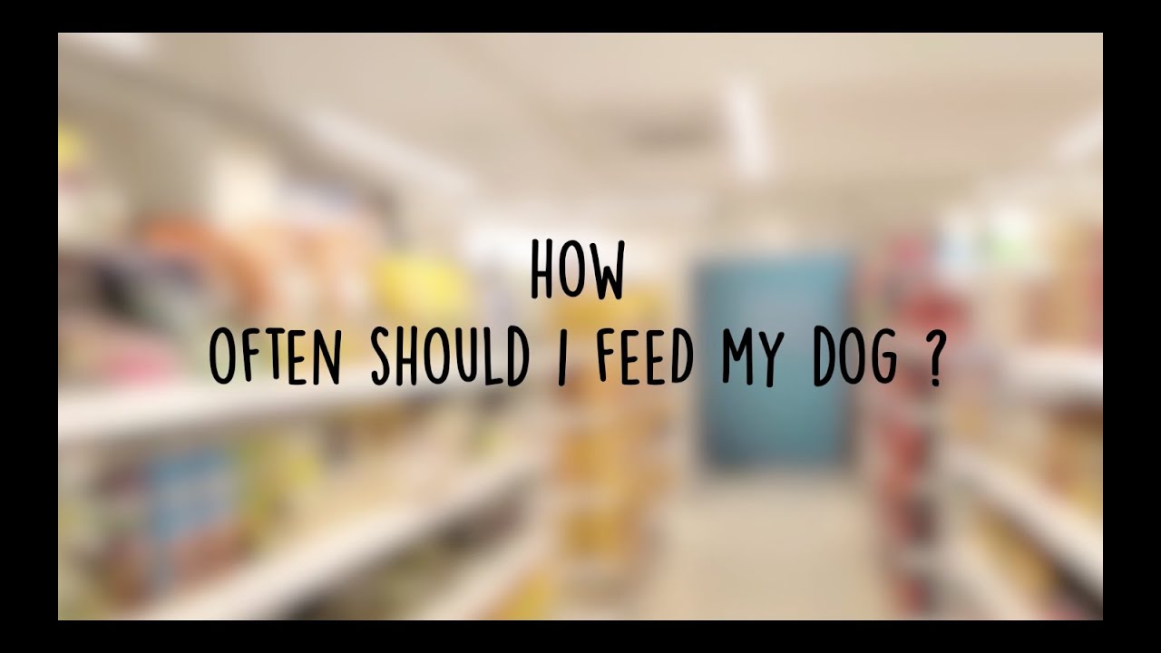 How Often should you feed your dog? - YouTube