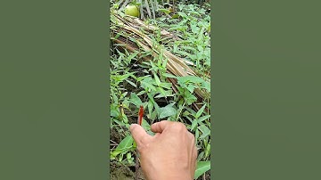 bắt chuồn chuồn màu đỏ cái kết #shorts