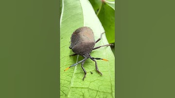 Black Stink Bug pt-4 #shorts #stinkbug #bug #insects #pets #wildlife #animals #nature #tropical #4k