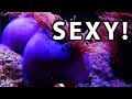 I got the sexiest anemone in the world