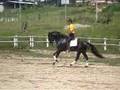 cavalo lusitano negro, fantastico treinamento