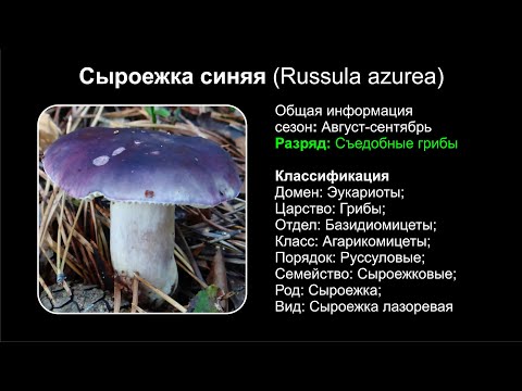 Сыроежка синяя (Russula azurea)