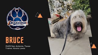 'Bruce' | 5 Y/O Skye Terrier | Amazing Obedience Skills