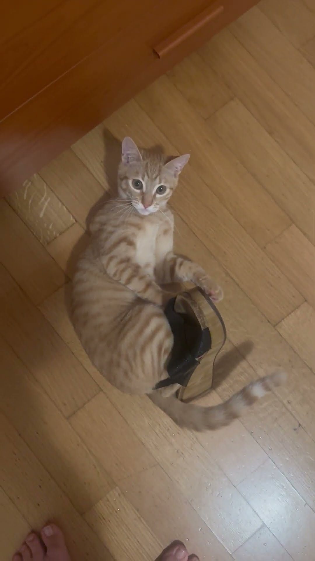 Curious Cat Gets Stuck In Sandal || ViralHog