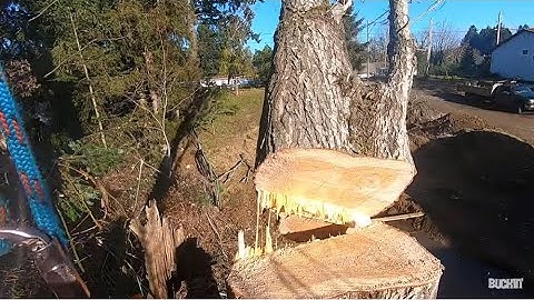 Cutting MASSIVE DANGEROUS TREE, 🚧, leaning at house.