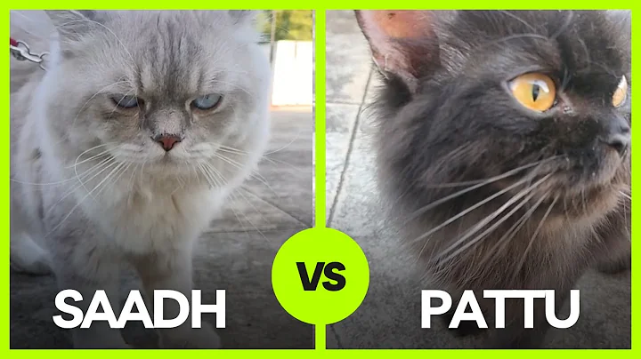 Video 11900631: himalayan persian cat, persian cat fight