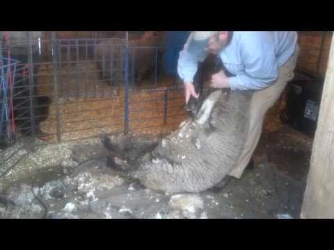 Crutch Shearing for 2014 lambing season, Video 2