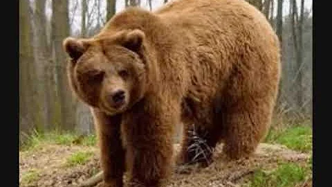 Che cosa significa oso?