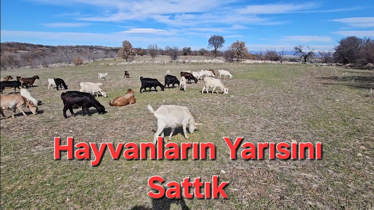 Hayvanların Yarısını Sattık Doğumlar Devam Ediyo