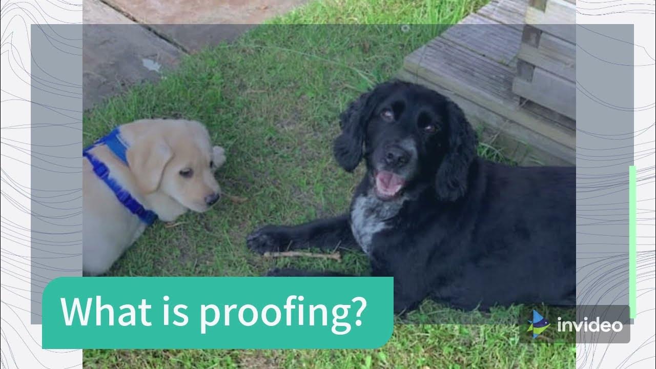 Why won't my dog listen to me? YouTube