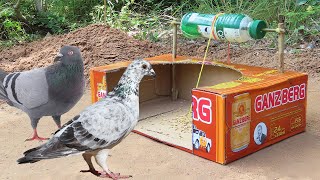 Really Best Bird Trap - Easy Creative Underground Pigeon Trap Using Paper Box & Plastic Bottle