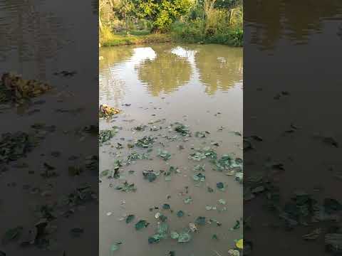 ผลสลากกินแบ่งรัฐบาล วันที่ 1 พย. 2567