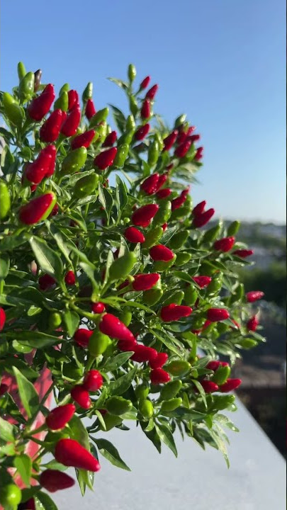 I blown away by this Thai hot chili peppers!
