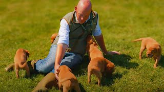What Makes a GOOD Dog Trainer