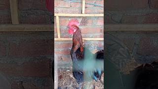 mini vlog 🐓 #chicken #aseelmurga #birds #pets #viral #minivlog #minizoo #viralshorts #shorts#vlogger