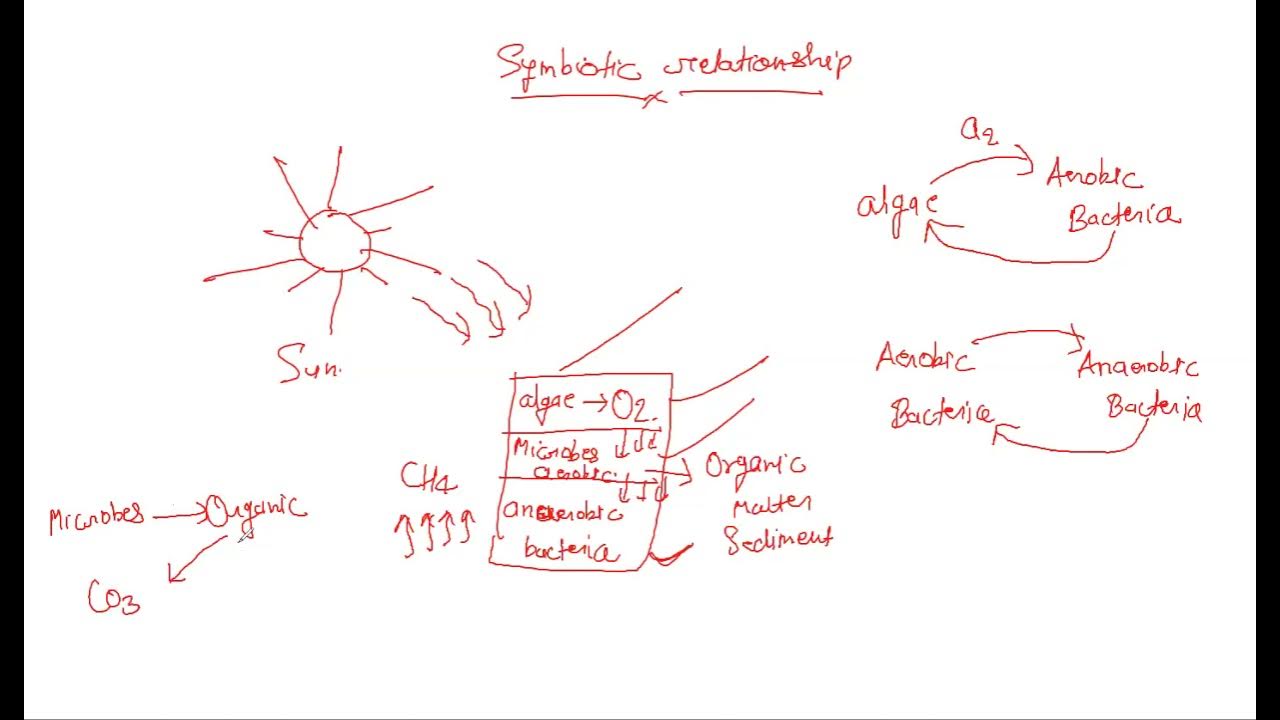 oxidation pond ,part 1 YouTube