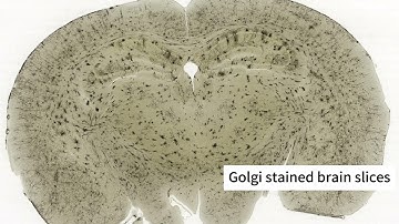 Exciting News! Introducing the GScan-20Pro+ Scientific Fluorescence Slide Scanner.