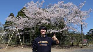 新居の学校の庭に桜付いてた！！！